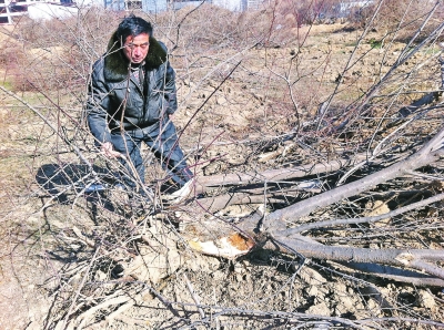 問(wèn)周邊的人，都說(shuō)白天沒(méi)見(jiàn)有人推樹(shù)，可能是夜里被鏟車推的