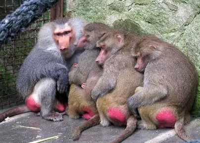 強(qiáng)冷空氣+雨 鄭州終于要下雪了！最低氣溫-6℃！