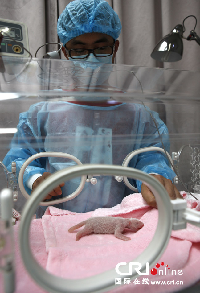 2013年7月11日，成都大熊貓繁育研究基地月亮產房，工作人員在照顧新生大熊貓寶寶。