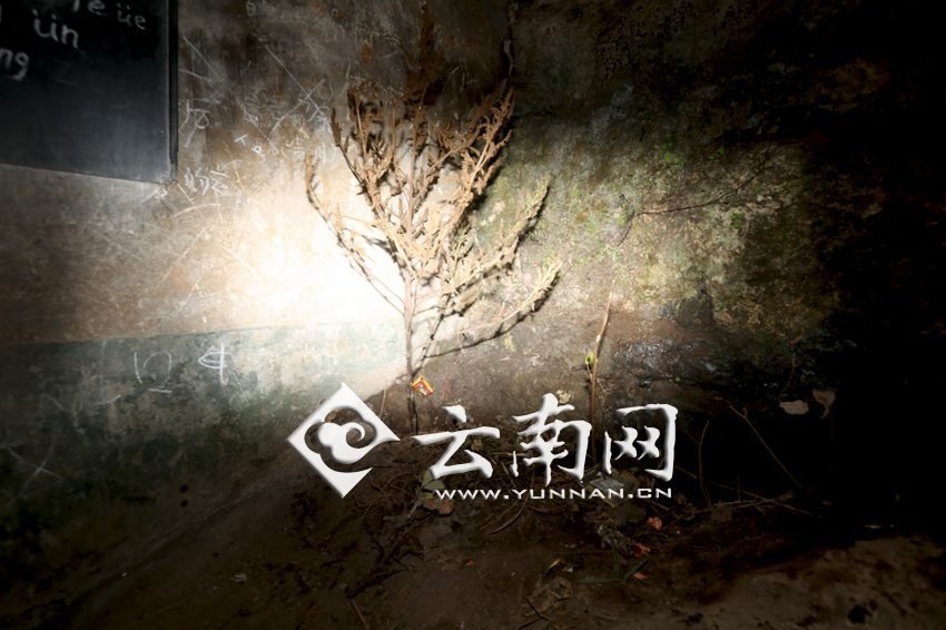 　教室里沒有燈，光線太暗，村民便種下了野蘇麻，希望教室有綠色，讓孩子們看到“希望”。 徐弘毅 攝