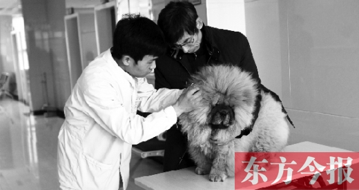 在一家大型寵物醫(yī)院里，生病的狗狗正在接受治療