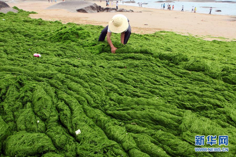 6月10日，山東日照市萬(wàn)平口景區(qū)管理部門(mén)組織工作人員在清理海灘上的滸苔。
