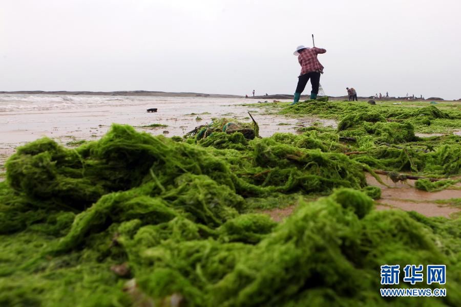 6月10日，山東日照市萬(wàn)平口景區(qū)管理部門(mén)組織工作人員在清理海灘上的滸苔。