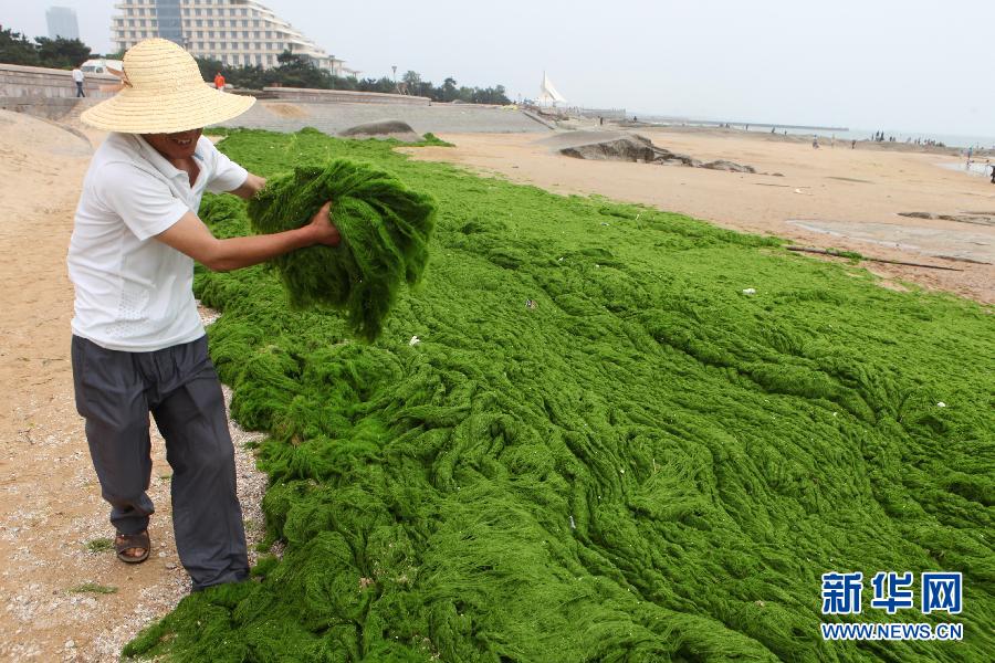 6月10日，山東日照市萬(wàn)平口景區(qū)管理部門(mén)組織工作人員在清理海灘上的滸苔。