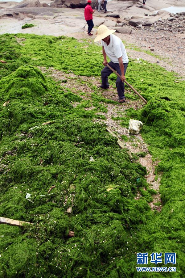 6月10日，山東日照市萬(wàn)平口景區(qū)管理部門(mén)組織工作人員在清理海灘上的滸苔。