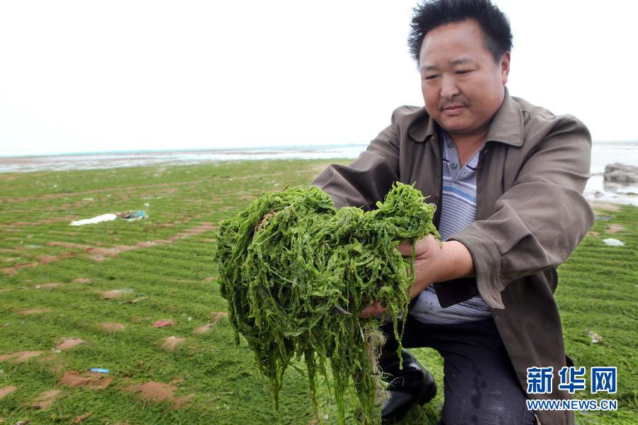 6月10日，在江蘇省連云港市贛榆縣海州灣旅游度假區(qū)，一名漁民在展示清理的滸苔。