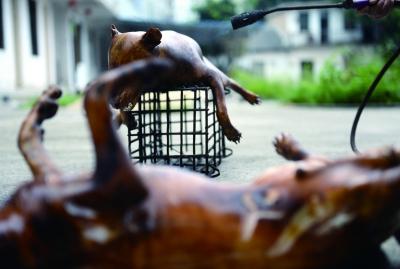 今天上午，玉林很多餐館為即將到來(lái)的狗肉節(jié)備貨，圖為餐館后廚正在加工狗肉 記者 劉暢 攝