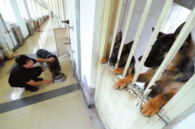 馴犬員給搜油犬準備晚餐。