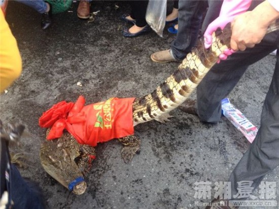 車上的鱷魚爬上路面。記者 向帥