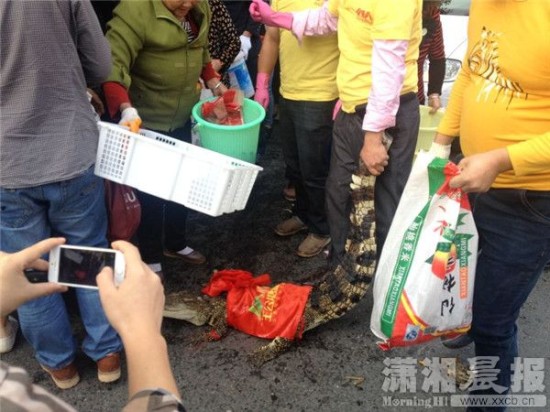鱷魚被車主抓到。