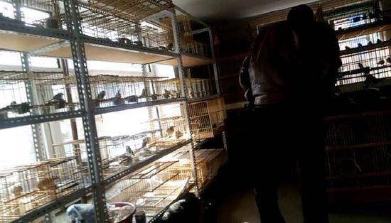 哈爾濱市雙城區(qū)集市上，一家沒有招牌的平房里擺滿了各種野鳥等待出售。