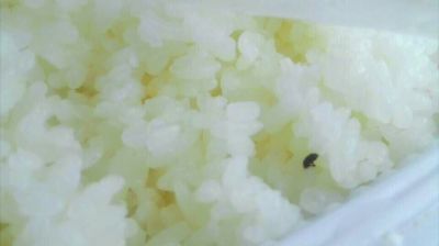 陸先生在高鐵上購買的“梅菜扣肉套餐”盒飯。盒飯中的米飯上有芝麻狀的黑色小蟲。