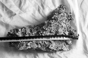 1月30日，新疆青河縣牧民別熱克·薩吾特意外撿到重7.85公斤左右的一塊狗頭黃金