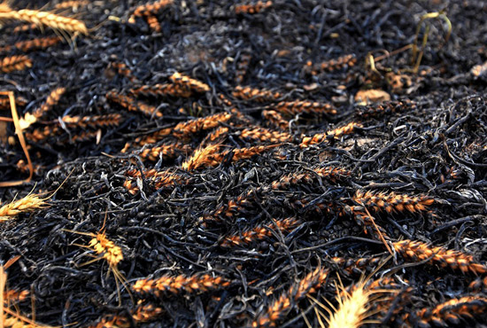 火被撲滅后的麥田。