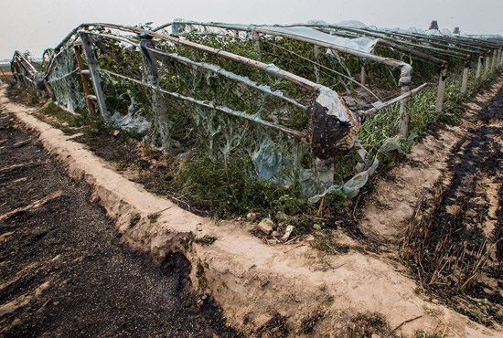 內黃縣梁莊鎮(zhèn)南前桐村被燒壞的蔬菜大棚。