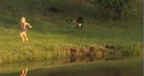 圖二：小女孩遭鵝襲擊向父親求救，但他不但沒(méi)有伸出援手，反而狂笑不止。