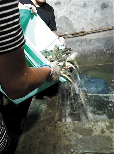 主人將撈上來的魚放進魚池。