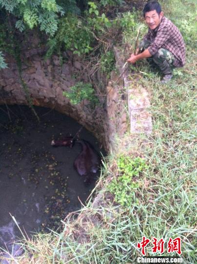 圖為大水牛掉進13米深坑，民警消防灌水施救。