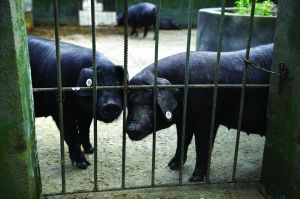 觀測點飼養(yǎng)區(qū)設(shè)有豬圈，可觀察豬是否有異常反應(yīng)