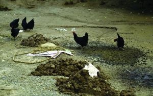 觀測點飼養(yǎng)區(qū)擁有上千只雞鴨供監(jiān)測研究