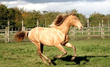 我國(guó)科學(xué)家發(fā)現(xiàn) 2000多年前罕見(jiàn)金色馬匹