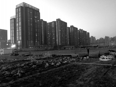 荒地上除堆放一些雜物外，還被附近居民種上了一片大白菜。