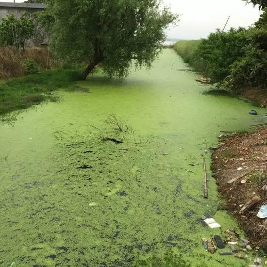 水污染現(xiàn)場(chǎng)，2015年7月 洞庭湖腹地湖南省安鄉(xiāng)縣安豐鄉(xiāng)出口洲社區(qū)房前屋后水網(wǎng)密布，但水污染嚴(yán)重水體發(fā)臭 新華社記者周楠攝