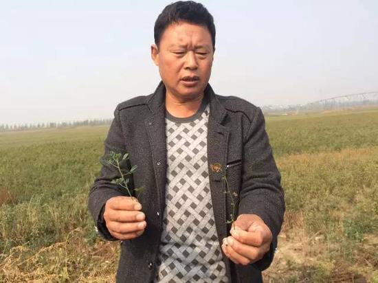 2015年10月20日，河北威縣趙村鄉(xiāng)前寺莊村村民告訴記者，由于地下水下降，缺水，苜蓿長(zhǎng)不高，并且會(huì)干枯。 新華社記者郭雅茹 攝