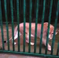 西安凈業(yè)寺養(yǎng)獅6年稱(chēng)已捐出 動(dòng)物園堅(jiān)稱(chēng)沒(méi)收到