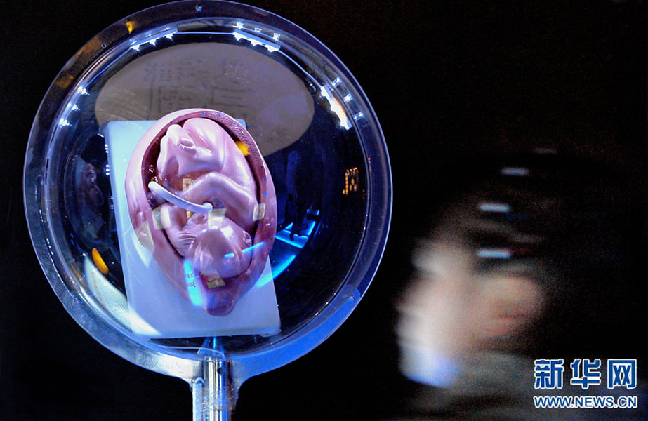 一名小學(xué)生在鄭州科技館內(nèi)參觀介紹遺傳、生育等知識(shí)的“奇幻生命之旅”展覽（2007年2月18日攝）。