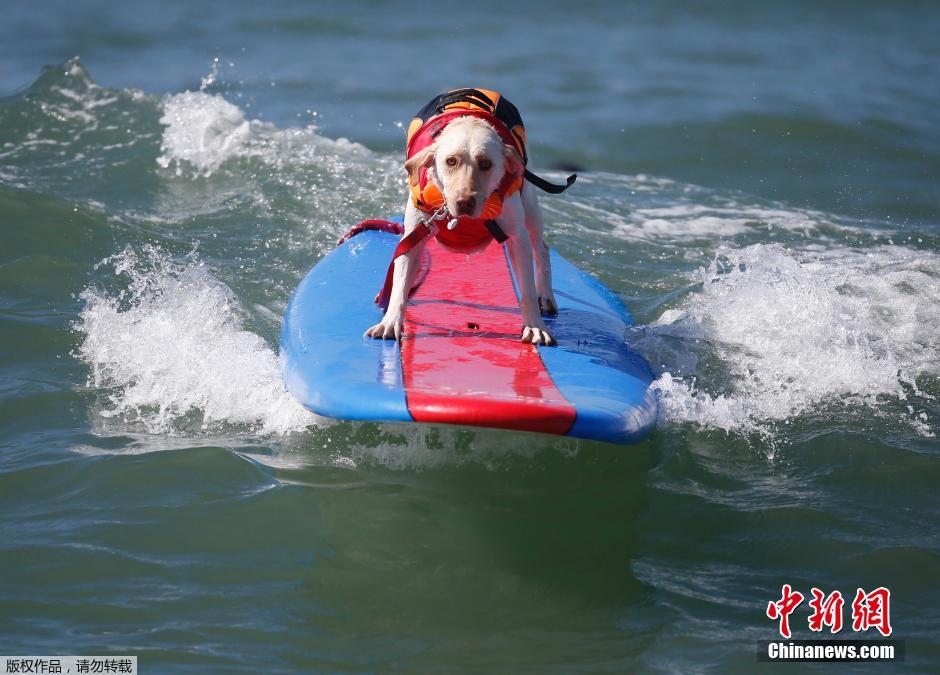 美國狗狗沖浪大賽 汪星人乘風(fēng)破浪帥氣十足