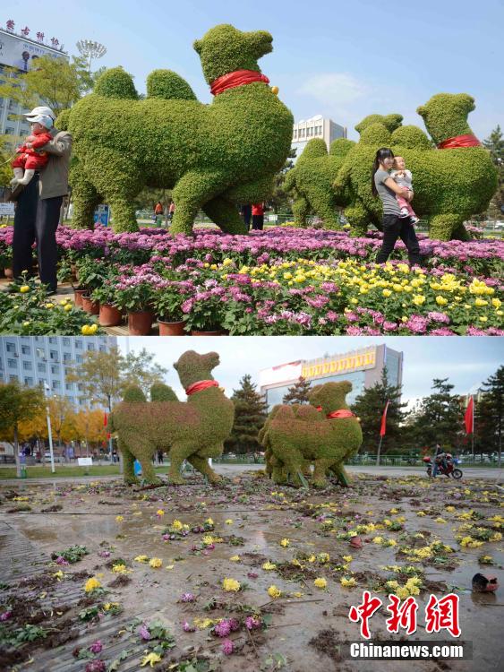 呼和浩特菊花展提前結(jié)束 數(shù)萬(wàn)盆菊花被搬空