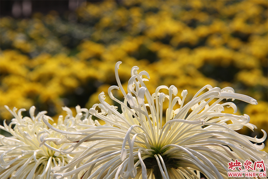 菊花飄香。