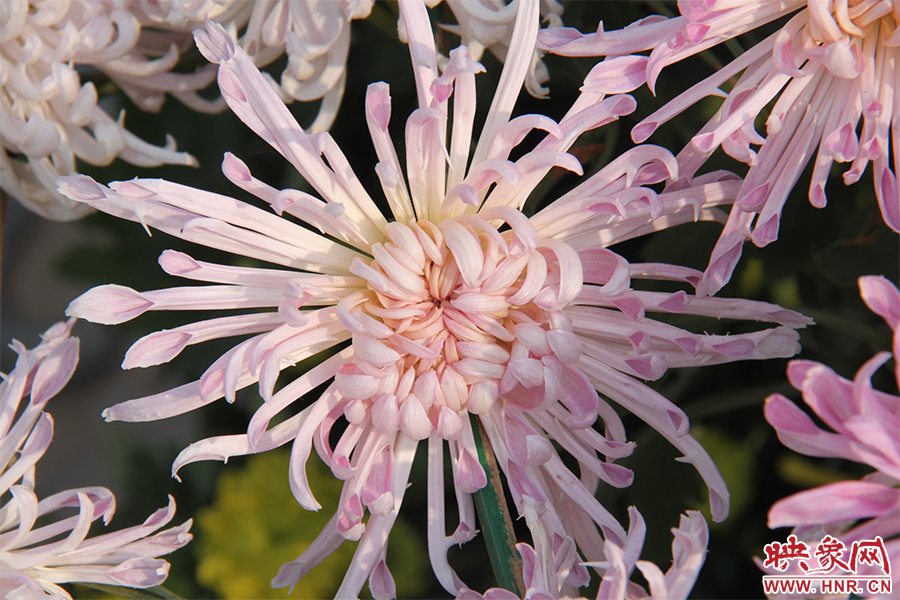 菊花綻放美麗。