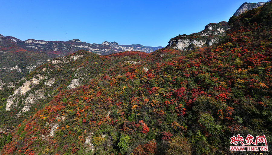 紅色，黃色，綠色的樹葉相互映襯