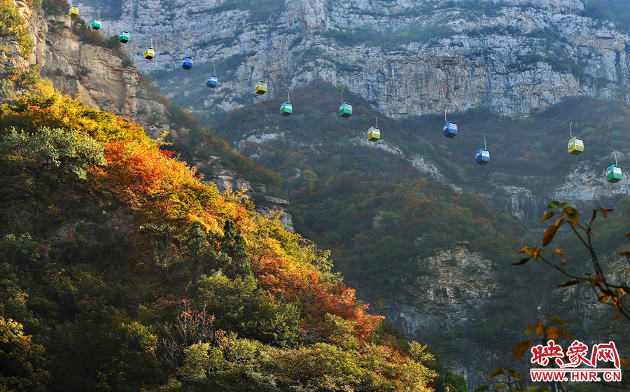 索道下的山坡，陽光灑在色彩繽紛的樹葉上