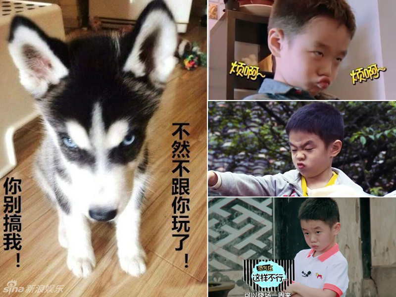 不小心就撞臉了！盤點動物界的明星相