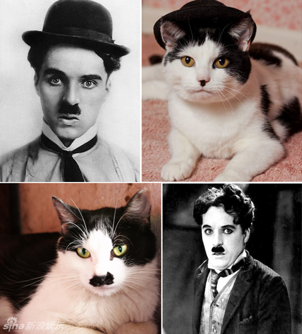 不小心就撞臉了！盤點動物界的明星相