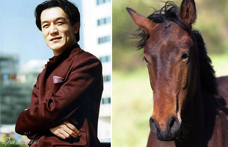 不小心就撞臉了！盤點動物界的明星相