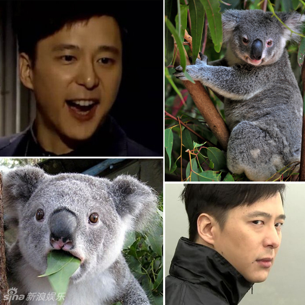 不小心就撞臉了！盤點動物界的明星相