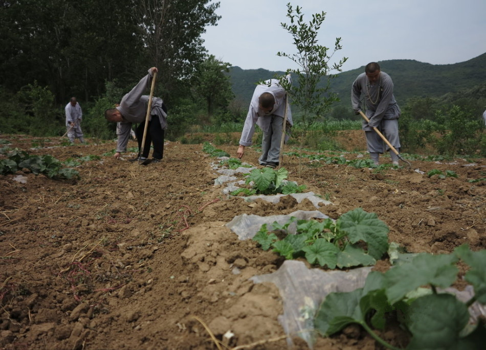 少林寺耕種的120多畝小麥?zhǔn)炝?，武僧們走進(jìn)田間，收獲黃燦燦的果實(shí)。