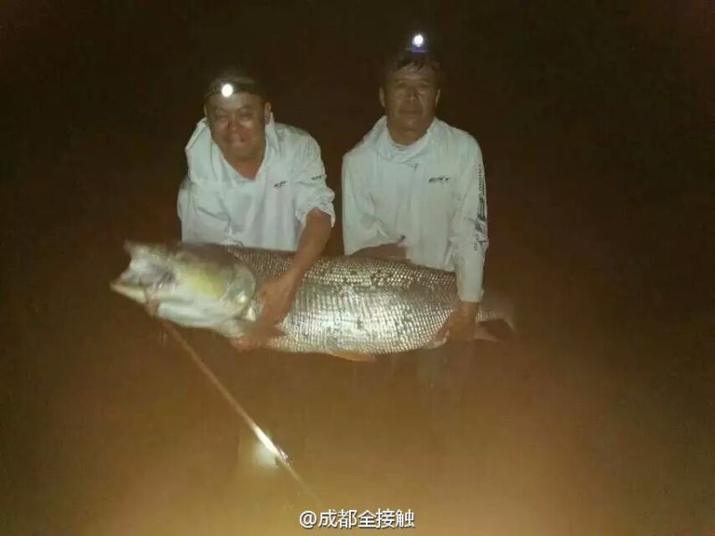 　圖為大魚需要兩個(gè)人抱起。