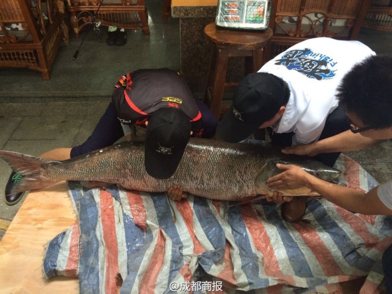 圖為父子倆翻動(dòng)大魚。