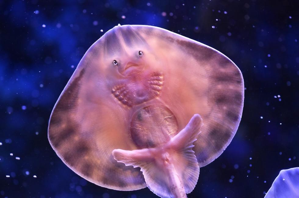 它頭上長得像眼睛的東西其實是它腹部的腮。