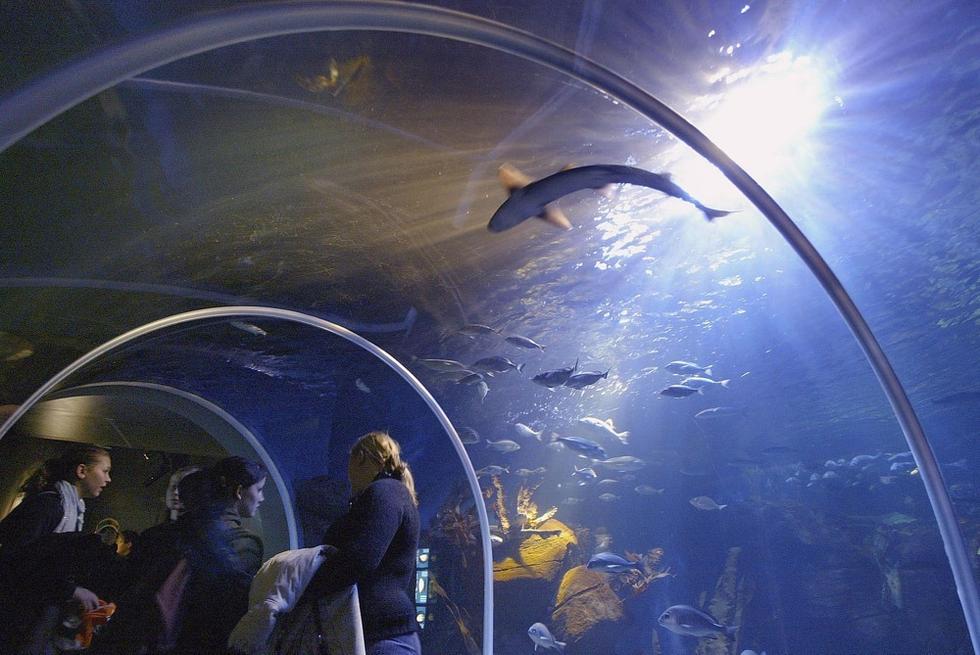 游人們穿梭在海底隧道。