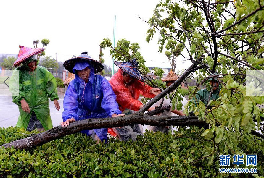  8月8日，工人在福建省石獅市公路邊清理被大風(fēng)吹倒的樹木。