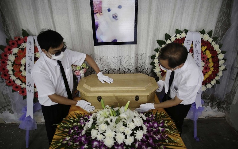 工作人員將寵物狗的靈柩放在靈堂上。