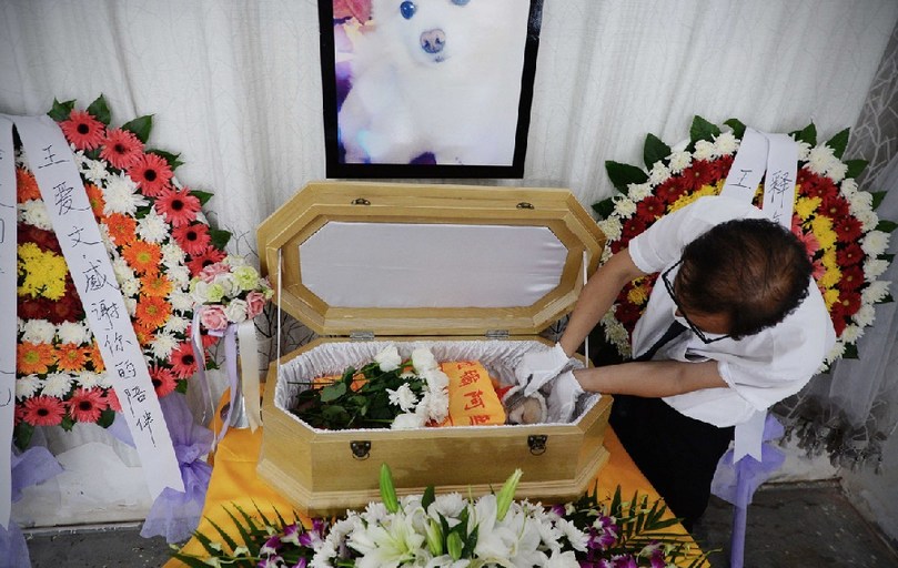 一名工作人員給狗狗整理儀容。