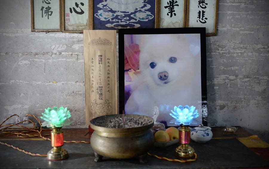 寵物狗的遺像被擺放在寺廟中。