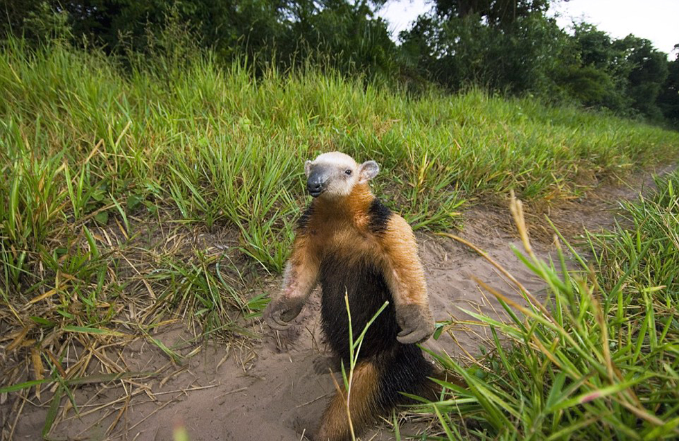 這頭食蟻獸站起來是想在車前顯得自己更高大一點(diǎn)。（網(wǎng)頁(yè)截圖）